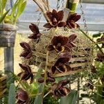 Cymbidium devonianum Цветок