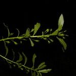 Scoparia dulcis List