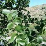 Ulmus carpinifolia Feuille