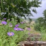 Machaeranthera tanacetifolia Flor