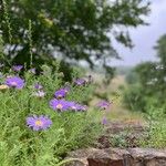 Machaeranthera tanacetifolia Fleur