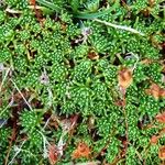 Saxifraga moschata Blad