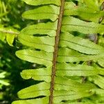 Nephrolepis cordifolia 葉