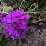 Verbena rigidaKwiat