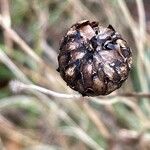 Centaurea scabiosa Fruit