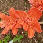 Haemanthus coccineus Flor