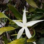Atractocarpus baladicus Flower