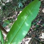 Diospyros diepenhorstii Leaf