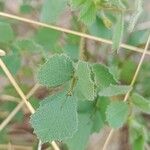 Medicago laciniata Blad