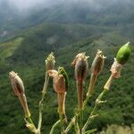 Silene italica Fruto