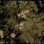 Clematis ligusticifolia Hábito
