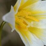 Erythronium helenae 花