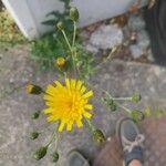 Hieracium umbellatumКвітка