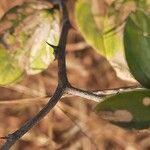 Ziziphus oenopolia 樹皮