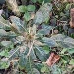 Oenothera glazioviana Habit