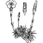 Dianthus subacaulis Annet