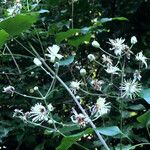 Clematis vitalba फूल