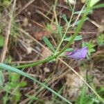 Vicia peregrina Corteza