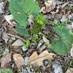 Arnoglossum atriplicifolium Foglia