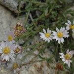 Erigeron elmeri