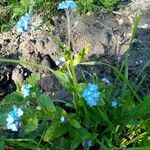 Myosotis arvensisBlüte