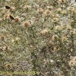 Carlina vulgaris 形態