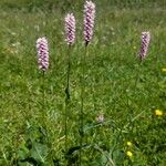 Bistorta officinalis Агульны выгляд