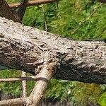 Celastrus scandens പുറംതൊലി