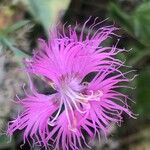 Dianthus hyssopifolius फूल