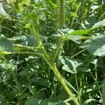 Cleome gynandra Bark