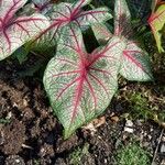 Caladium bicolorपत्ता