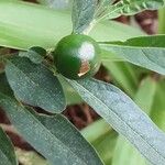 Solanum pseudocapsicum Φρούτο