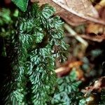 Hymenophyllum tunbrigense Diğer