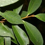 Ardisia liesneri Blad