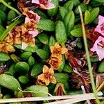 Kalmia procumbens 花