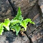 Asplenium marinum Leaf