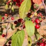 Malus prunifolia برگ