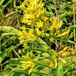 Cestrum parqui Fleur