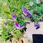Vicia dasycarpaКветка
