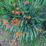 Crocosmia × crocosmiiflora Folha