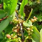 Muehlenbeckia hastulata Fruto