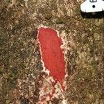 Cunonia balansae Corteza