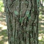 Carya glabra 樹皮