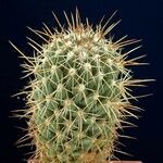 Coryphantha octacantha Hábito