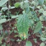 Leucas urticifolia Leaf