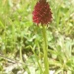 Gymnadenia nigra Habit