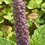 Teucrium hircanicum Flower