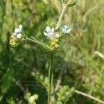 Lappula barbata Flower