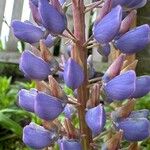 Lupinus perennis 花