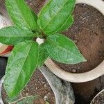 Passiflora edulis Лист